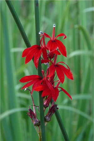 Cardinal Flower