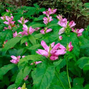 Pink Turtlehead