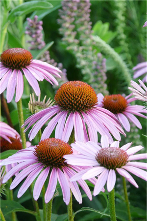 Purple Coneflower