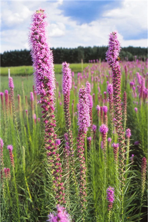 Prairie Blazing Star