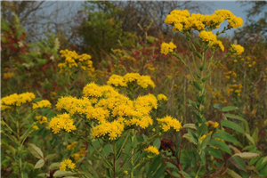 Stiff Goldenrod