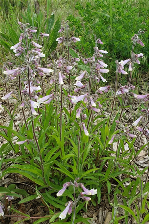 Hairy Penstemon