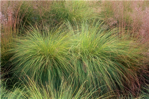 Prairie Dropseed