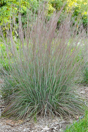 Little Bluestem