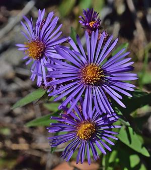 New England Aster