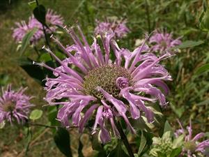 Wild Bergamot