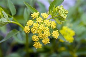 Golden Alexanders