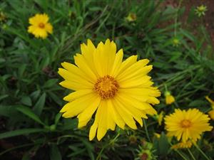 Lance-leaf Coreopsis