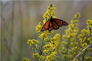 Showy Goldenrod