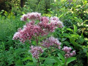 Common Joe Pye Weed