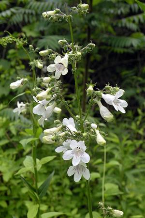 Foxglove Beardtongue