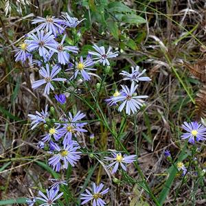 Sky Blue Aster