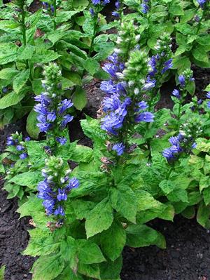 Great Blue Lobelia