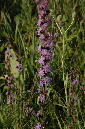 Rough Blazing Star