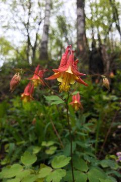 Columbine