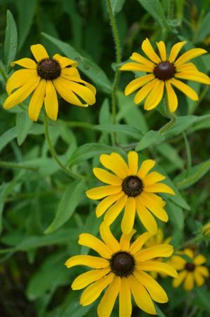 Black eyed susan