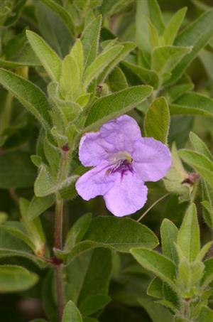 Wild Petunia