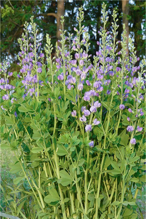 Blue False Indigo